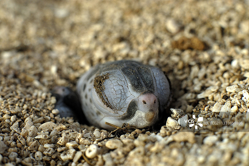 新喀里多尼亚主要筑巢地图片素材