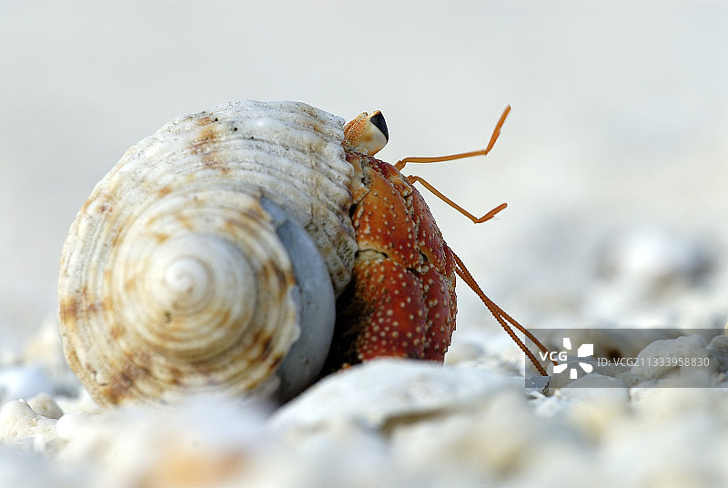 新喀里多尼亚于翁岛的寄居蟹图片素材