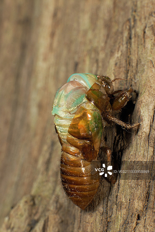 花园中蝉的幼虫蜕皮图片素材