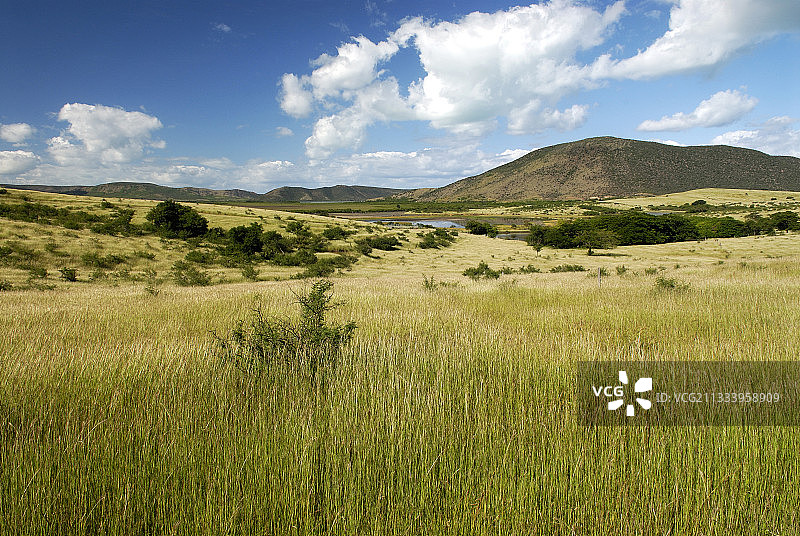 在新喀里多尼亚沃镇放牧的牛图片素材