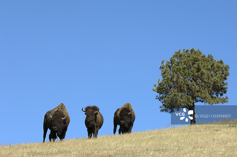 美国南达科他州黑山卡斯特州立公园的野牛图片素材