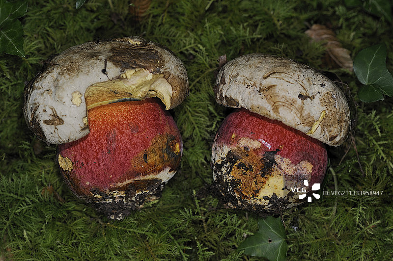 魔鬼牛肝菌图片素材