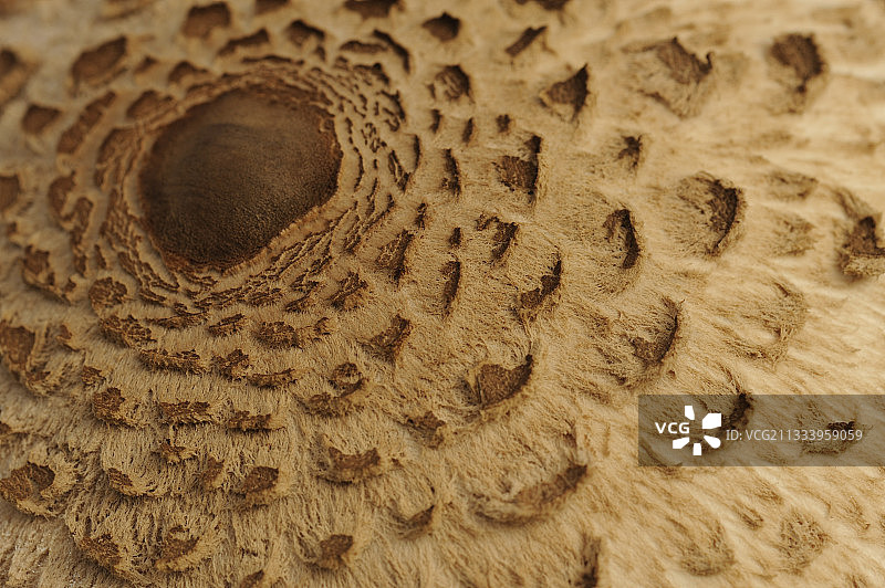 伞菌的菌帽细节图片素材