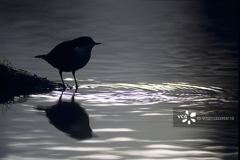 河中水下树枝上的白喉河乌图片素材