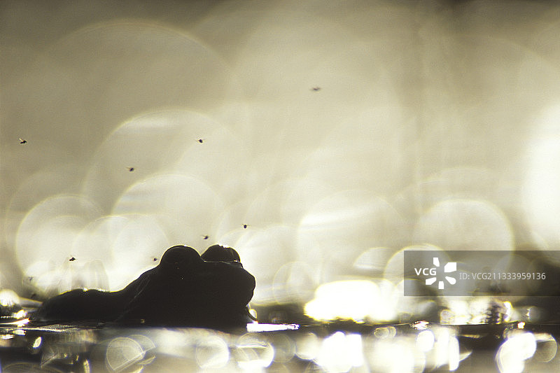 飞过青蛙的小苍蝇图片素材