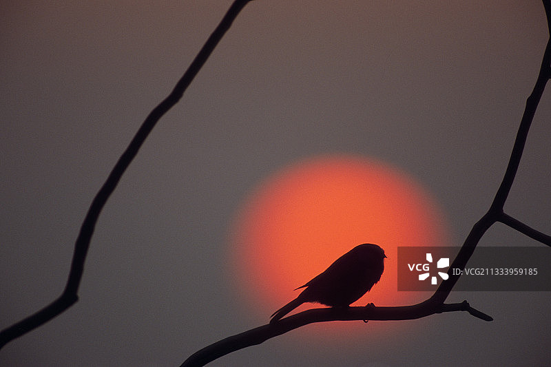 黄昏时分，杜布斯山谷树枝上的一只山雀图片素材