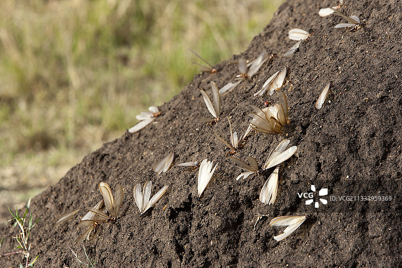 肯尼亚马赛马拉保护区飞离的白蚁图片素材