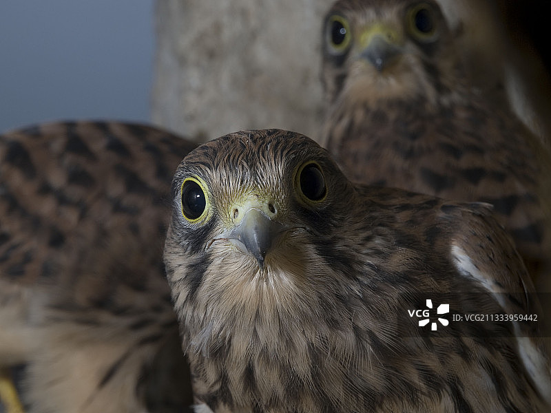 准备筑巢的年轻红隼肖像图片素材