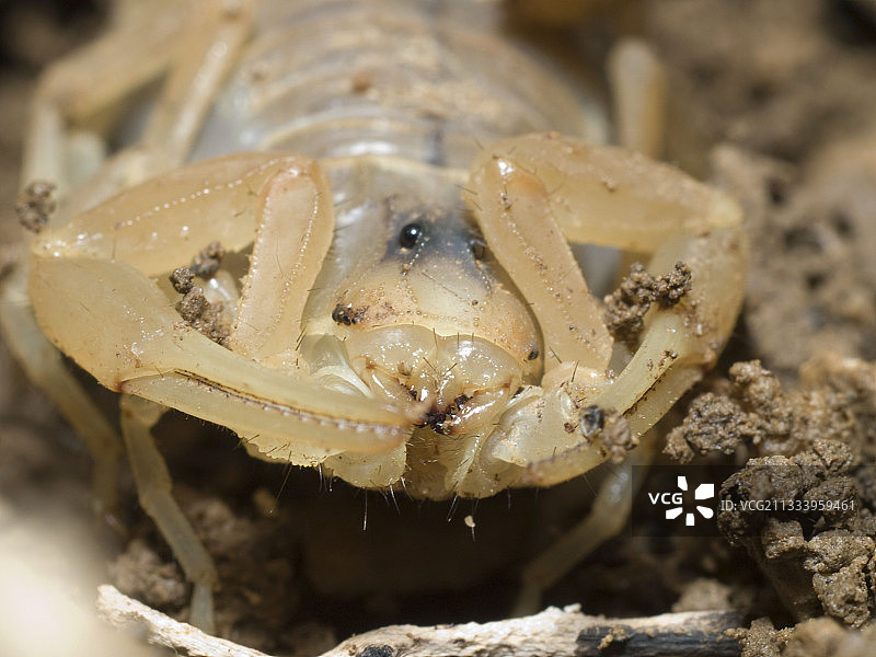 朗格多克-鲁西荣的黄色蝎子图片素材