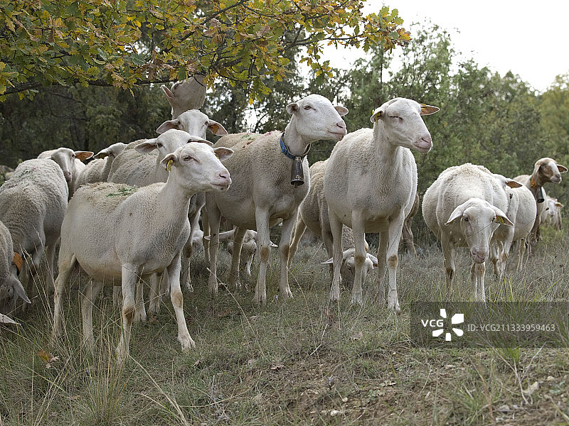 蒙彼利埃灌木丛中的一群绵羊图片素材