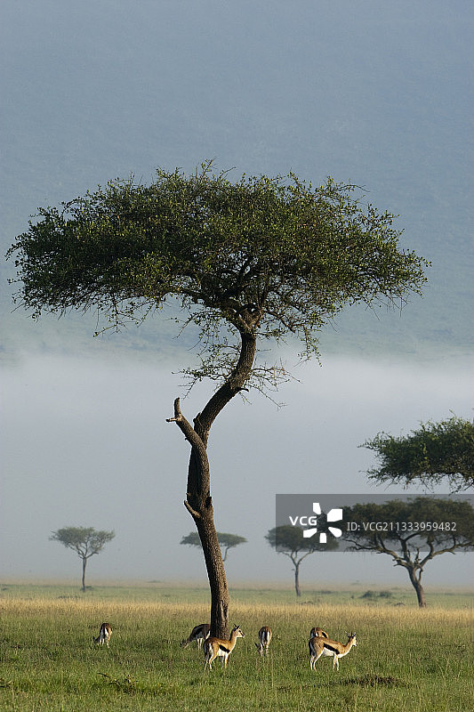 肯尼亚马赛马拉，暴风雨天空下的汤姆森瞪羚图片素材