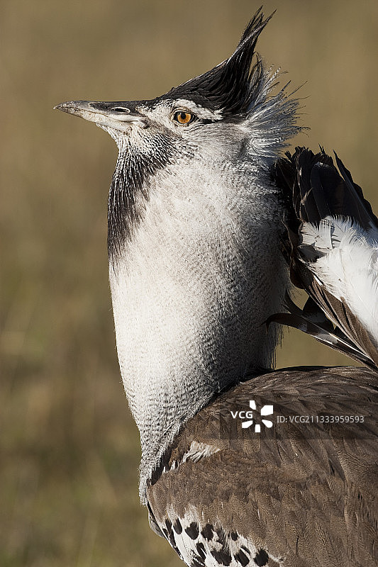 马赛马拉肯尼亚的柯利鸨雄鸟求偶图片素材