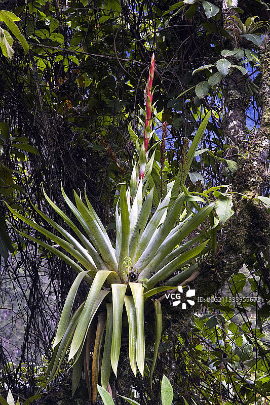 秘鲁乌鲁班巴树上盛开的附生凤梨科植物图片素材