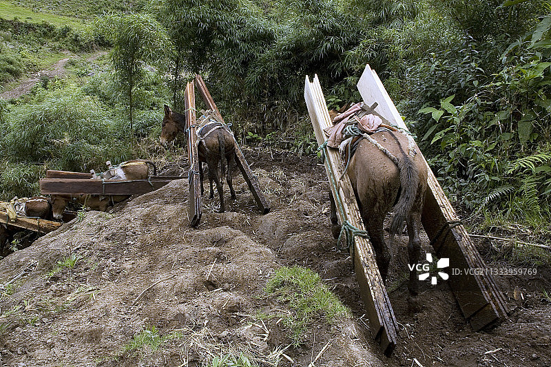在厄瓜多尔驮木板的马和骡子图片素材