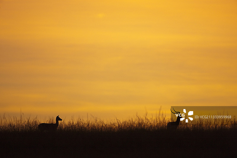 黄昏时分马赛马拉大草原上的一对黑斑羚图片素材