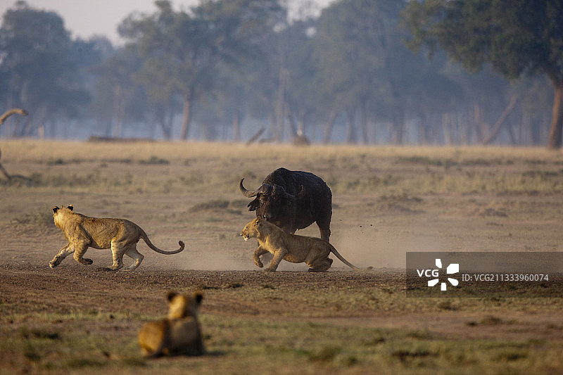 非洲水牛冲向肯尼亚马赛马拉的母狮图片素材