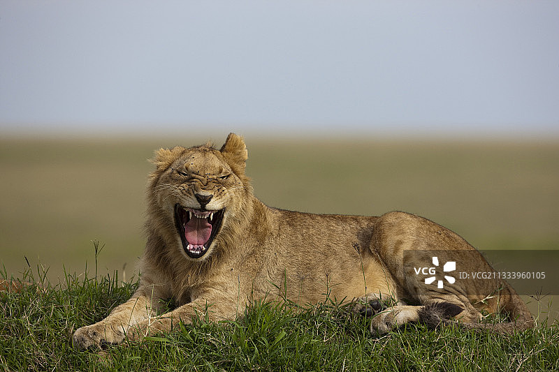 幼狮在肯尼亚马赛马拉保护区做鬼脸图片素材