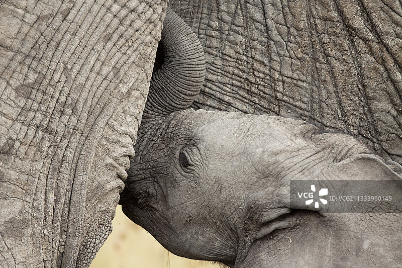 非洲象在肯尼亚马赛马拉哺乳幼崽图片素材