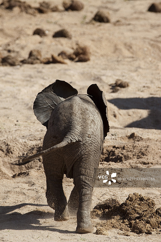 在肯尼亚桑布鲁保护区海岸边的小象图片素材