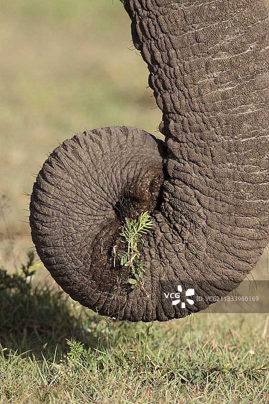非洲象用象鼻撕扯肯尼亚马赛马拉的草图片素材