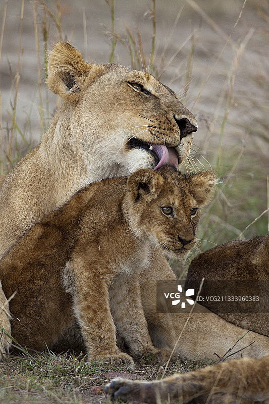 母狮在肯尼亚马赛马拉的草地上舔舐幼崽图片素材