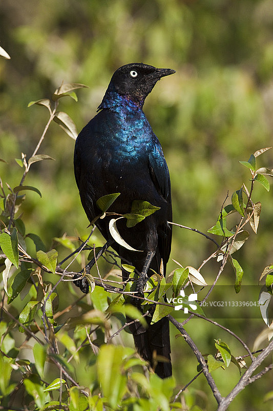 在肯尼亚马赛马拉的树枝上的光泽椋鸟图片素材