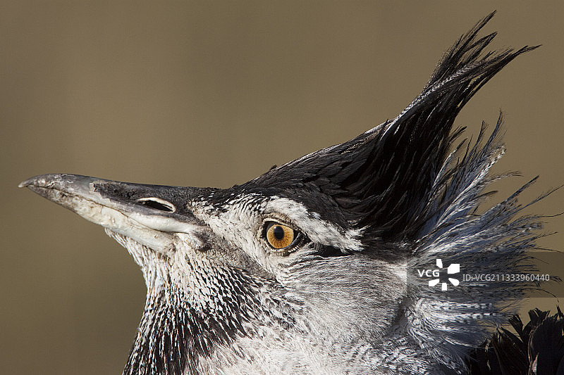 柯利鸨在肯尼亚马赛马拉的肖像图片素材