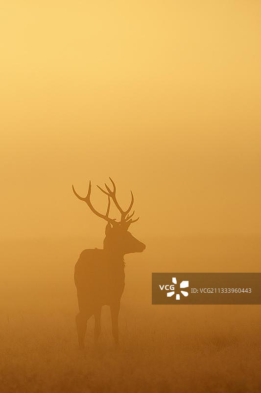 日出薄雾中的雄鹿图片素材