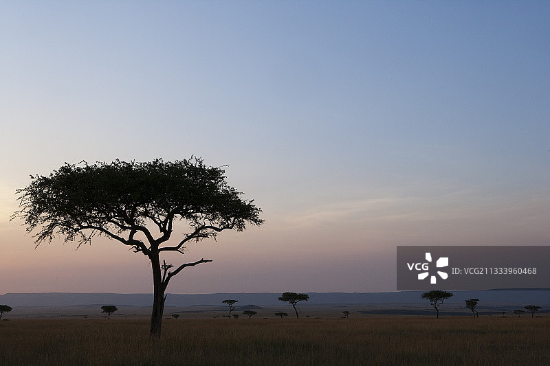 肯尼亚马赛马拉保护区草原上的日落图片素材