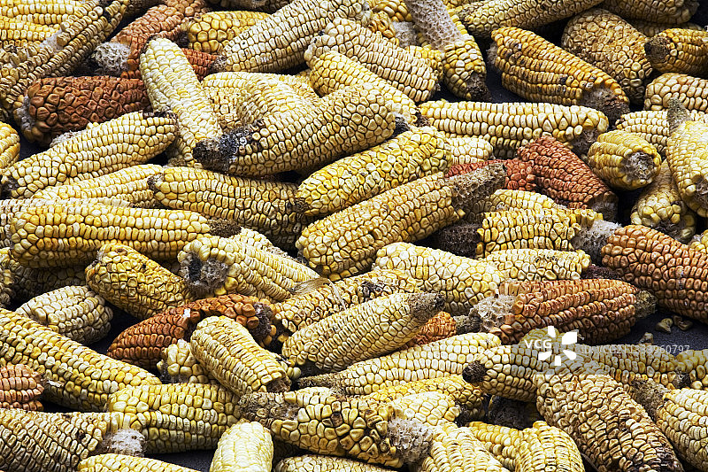储藏在厄瓜多尔房屋地板上的玉米图片素材
