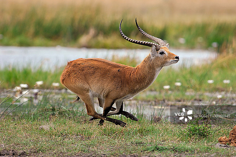 在博茨瓦纳河岸奔跑的红色赤羚图片素材