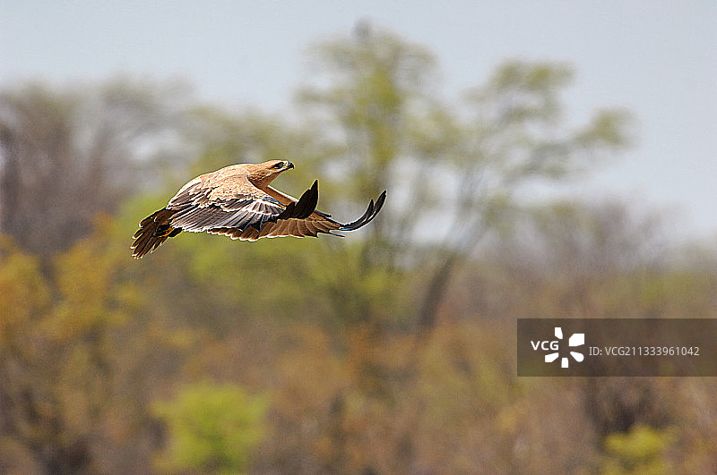 博茨瓦纳飞翔的苍鹰图片素材