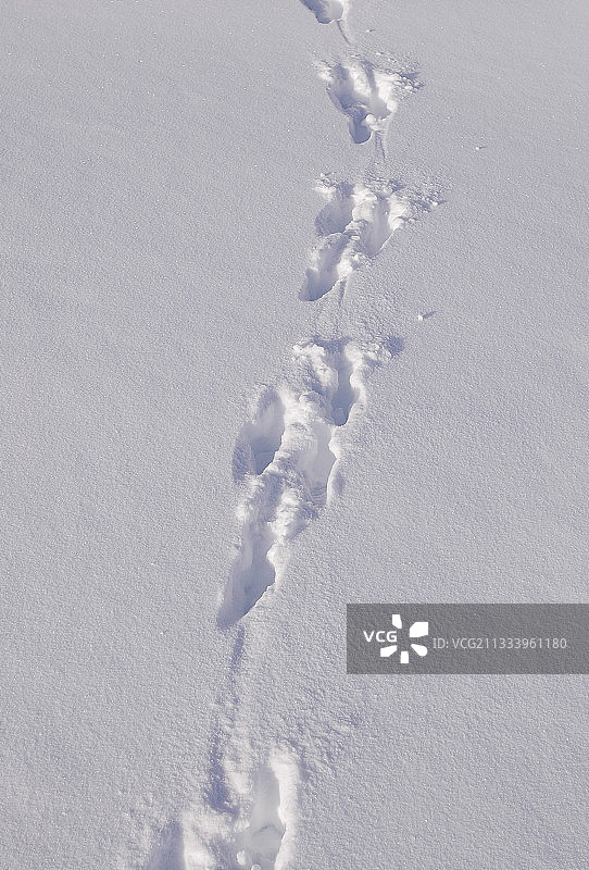 法国阿尔卑斯山雪地里的野兔足迹图片素材