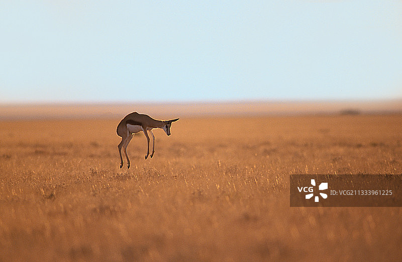 埃托沙国家公园中跳跃的跳羚图片素材