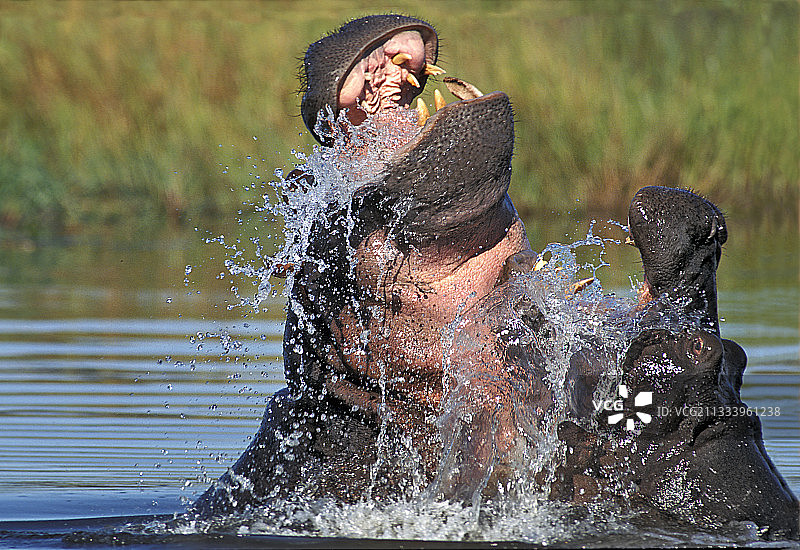 博茨瓦纳奥卡万戈河中争斗的雄性河马图片素材