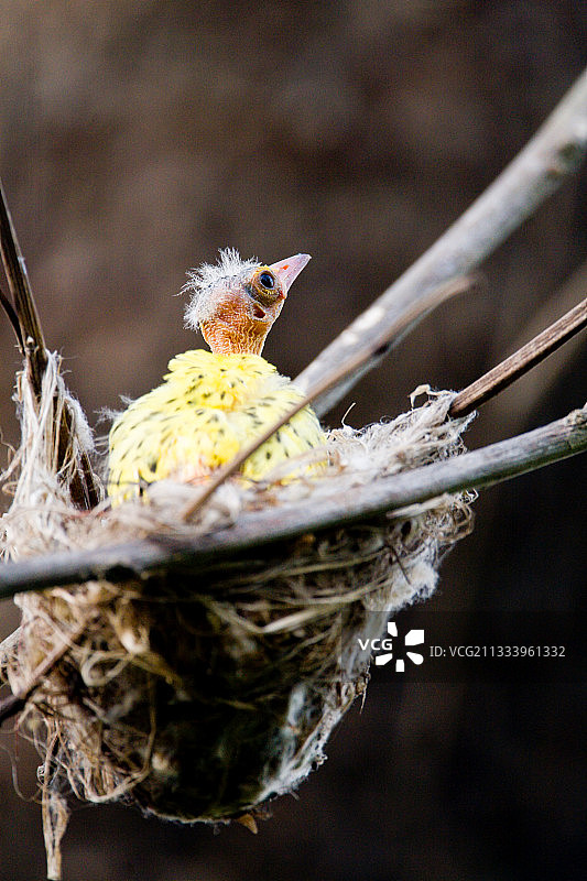 黑头黄鹂幼鸟在皇家巴迪亚尼泊尔的巢穴里图片素材