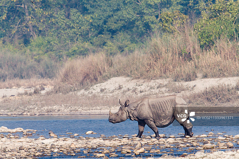 在尼泊尔皇家巴迪亚河岸边行走的印度犀牛图片素材
