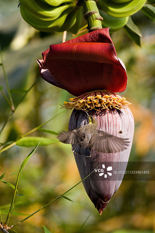 尼泊尔巴尔迪亚皇家公园的香蕉花上的紫色太阳鸟图片素材
