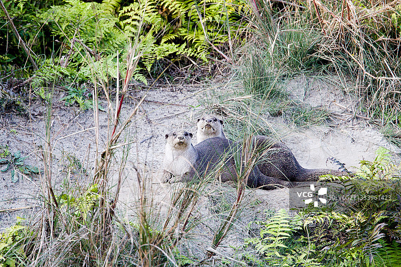 尼泊尔皇家巴迪亚公园河岸上的光滑毛皮水獭图片素材