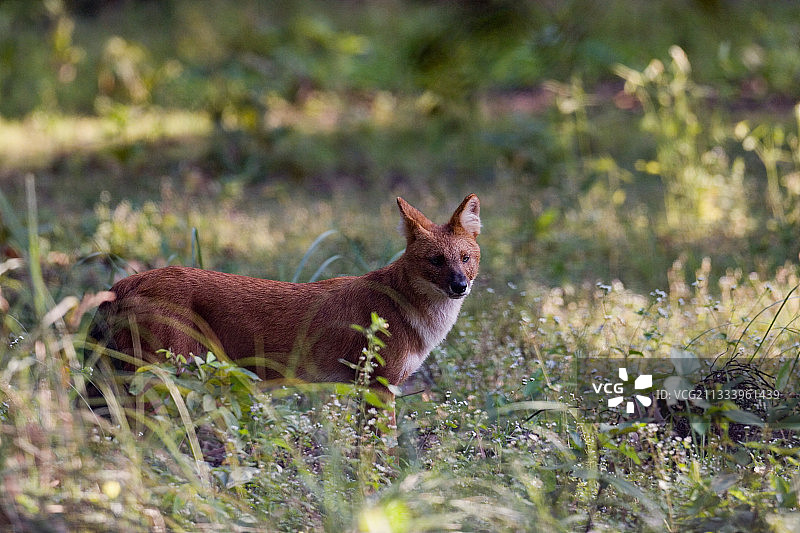 亚洲野犬，印度坎哈国家公园图片素材