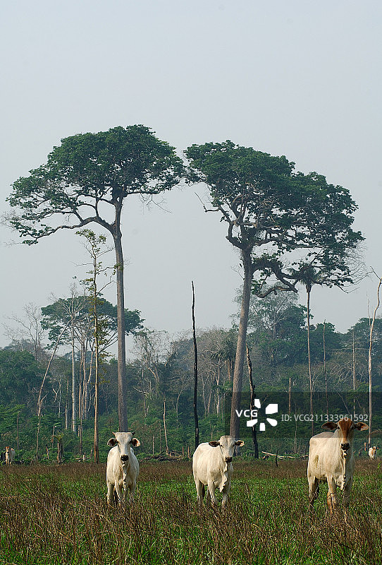 FSC：森林管理委员会图片素材