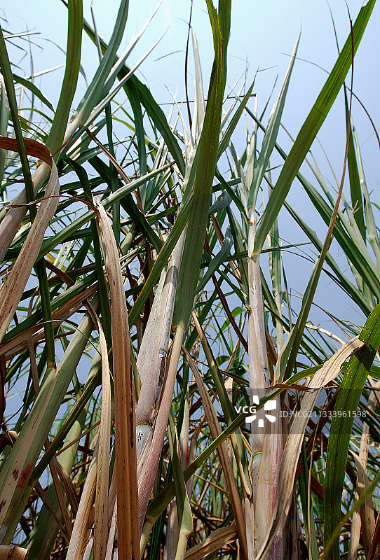 巴西用于制造酒精的甘蔗图片素材