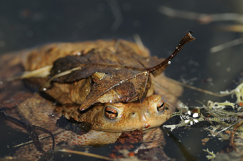 蟾蜍在湖水中繁殖图片素材