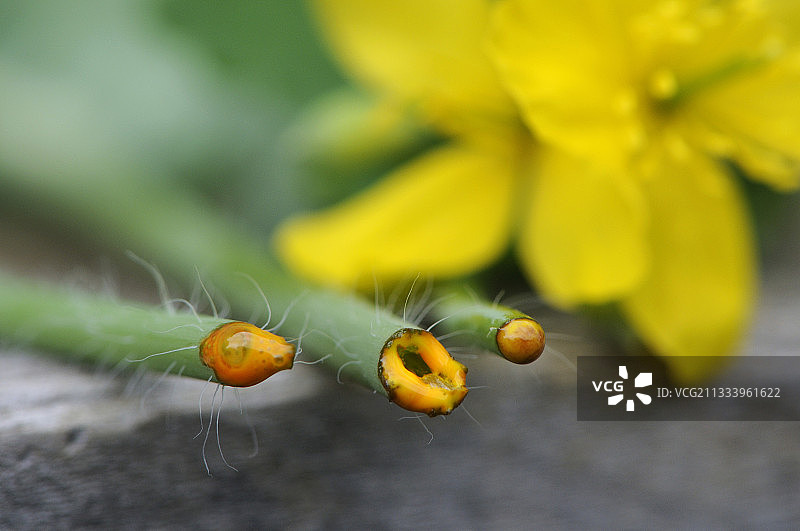 乳胶用于治疗疣图片素材