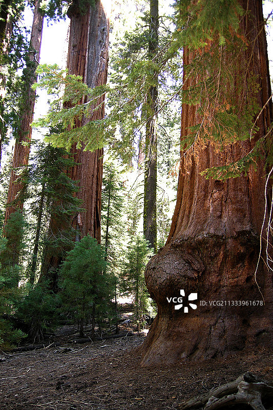 生长在美利坚合众国红杉国家公园的红杉树干图片素材