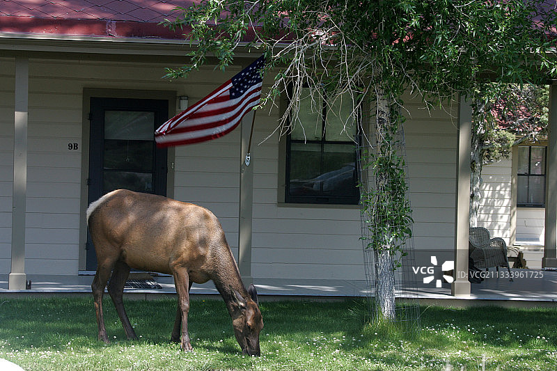 黄石国家公园猛犸温泉的母鹿图片素材
