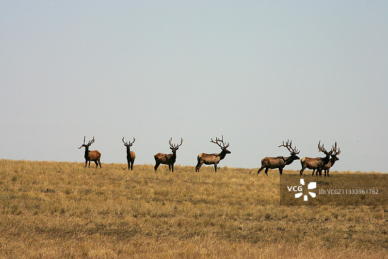 怀俄明州草地上警惕的雄性麋鹿图片素材