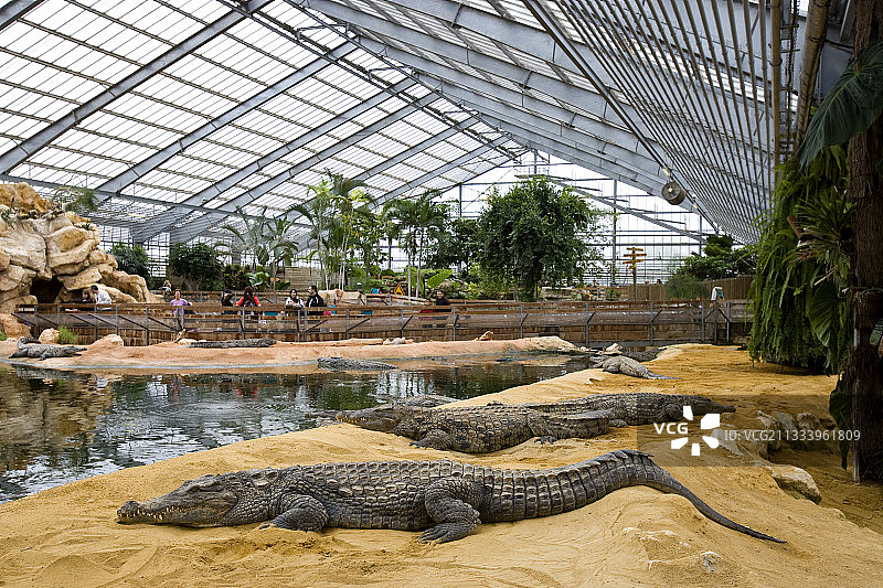 人工饲养的尼罗鳄在河岸上休息图片素材