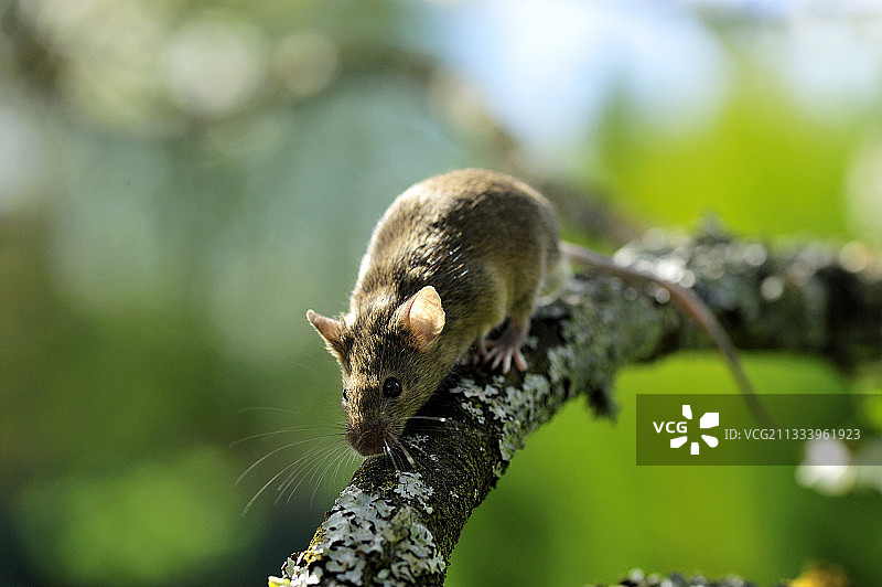 在树枝上行走的小家鼠图片素材
