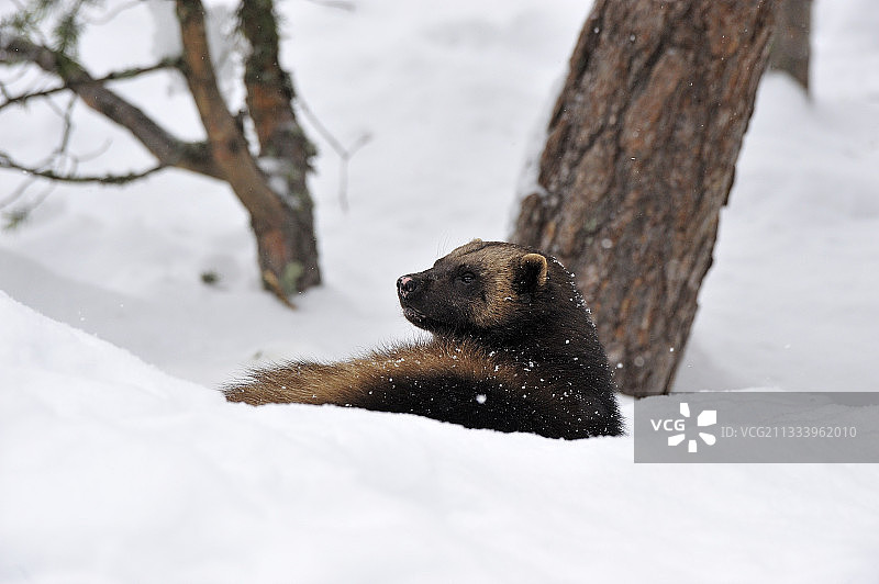 金刚狼在瑞典的雪地里休息图片素材